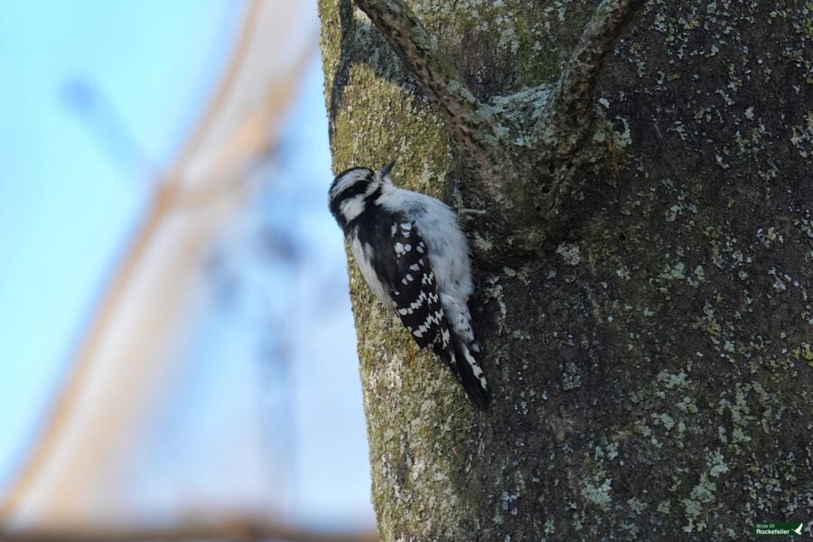 A white-throated woodpecker perched on the side of a tree.