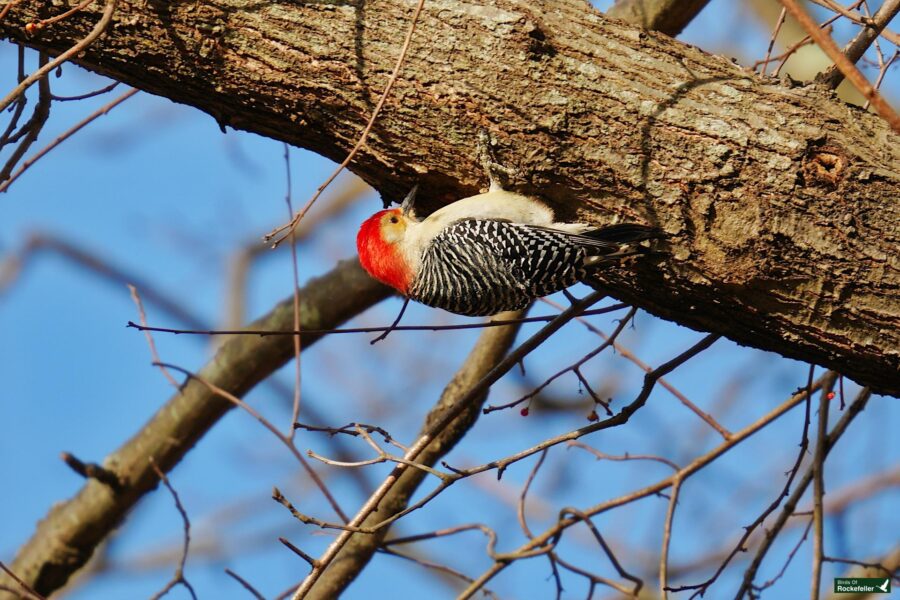 A red bellied woodpecker perched on a tree branch.