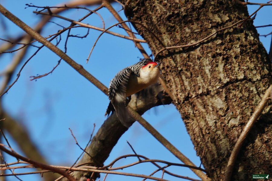 A bird is perched on a tree branch.