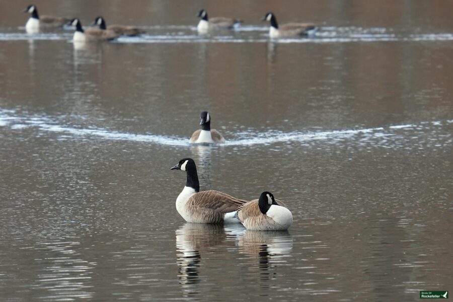 A group of geese are swimming in the water.