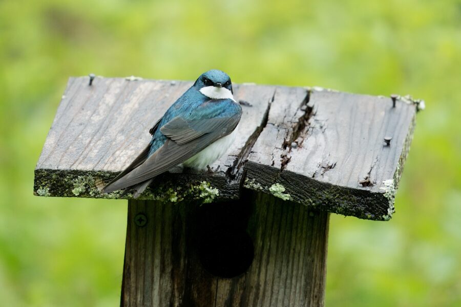 A small blue and white bird with a dark beak is perched on a weathered wooden birdhouse with a background of blurred green foliage.