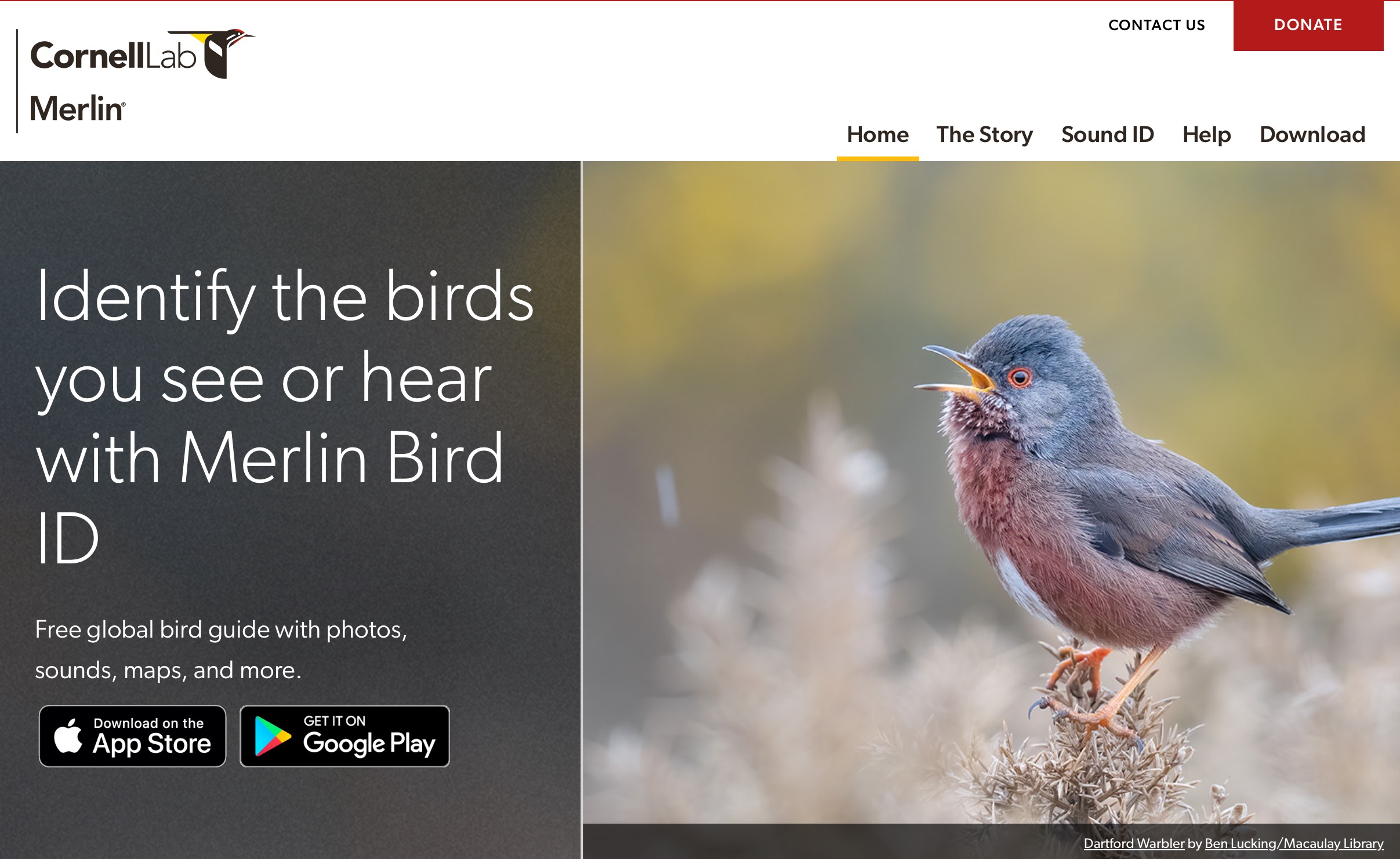 An image of a bird standing on a grassy field.