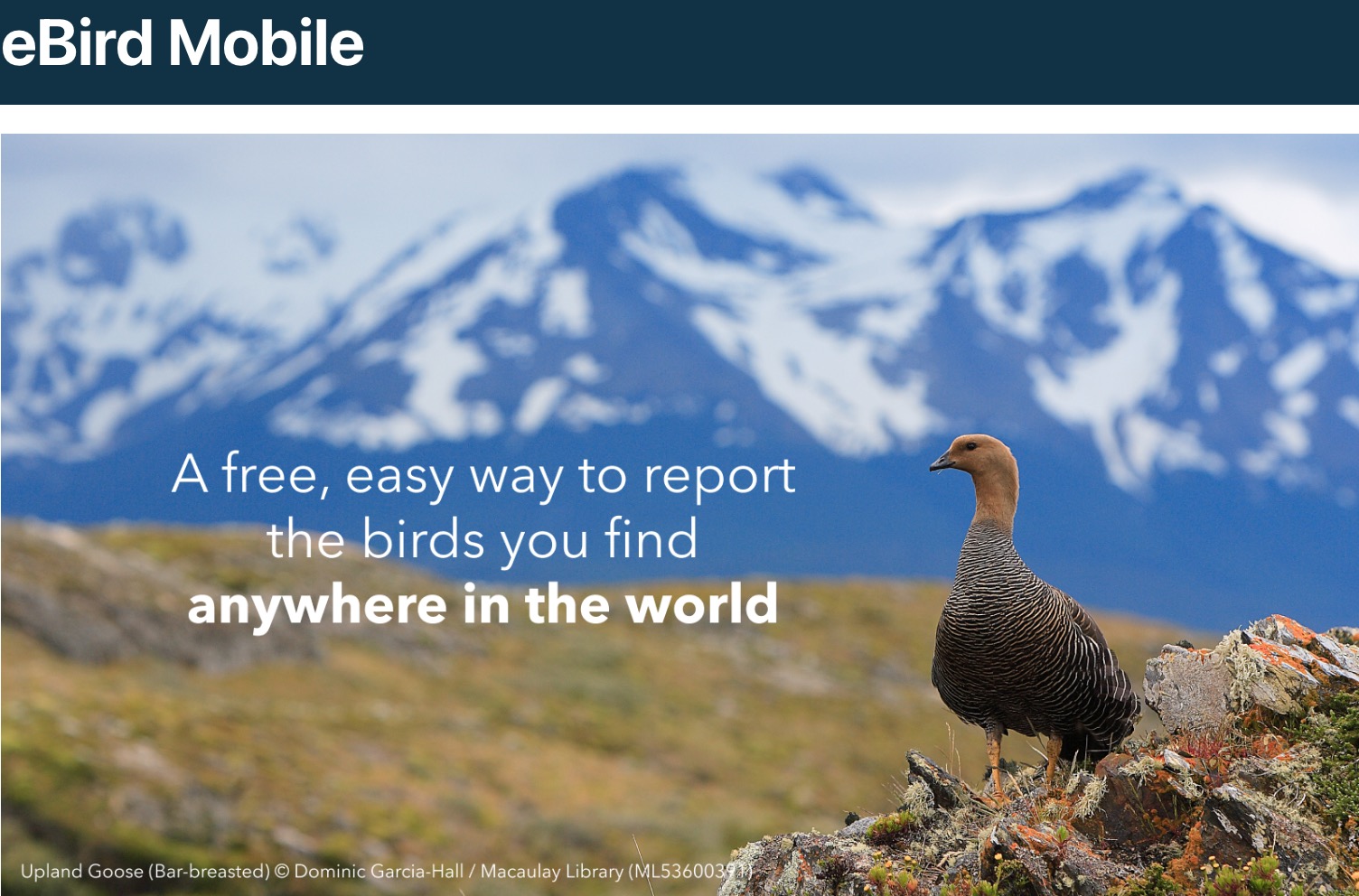 Bird mobile - screenshot thumbnail.