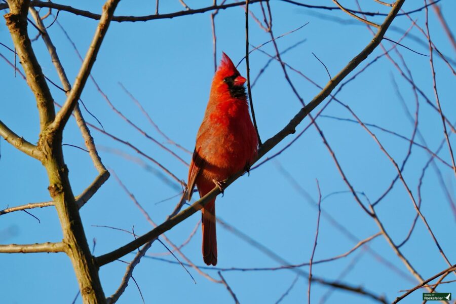 A red cardinal perched on a bare tree branch.