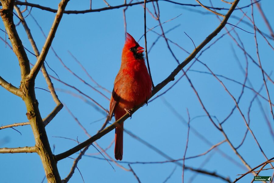 A red cardinal perched on a bare tree branch.