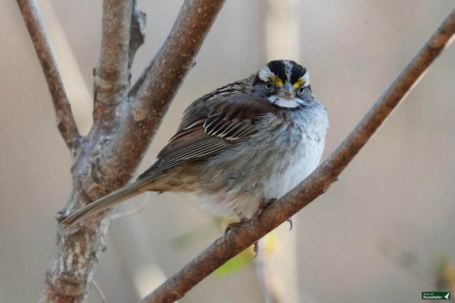 A small bird is sitting on a branch.