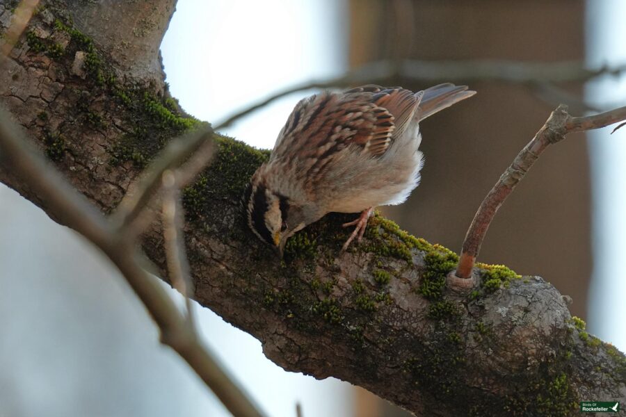 A bird perched on a tree branch.