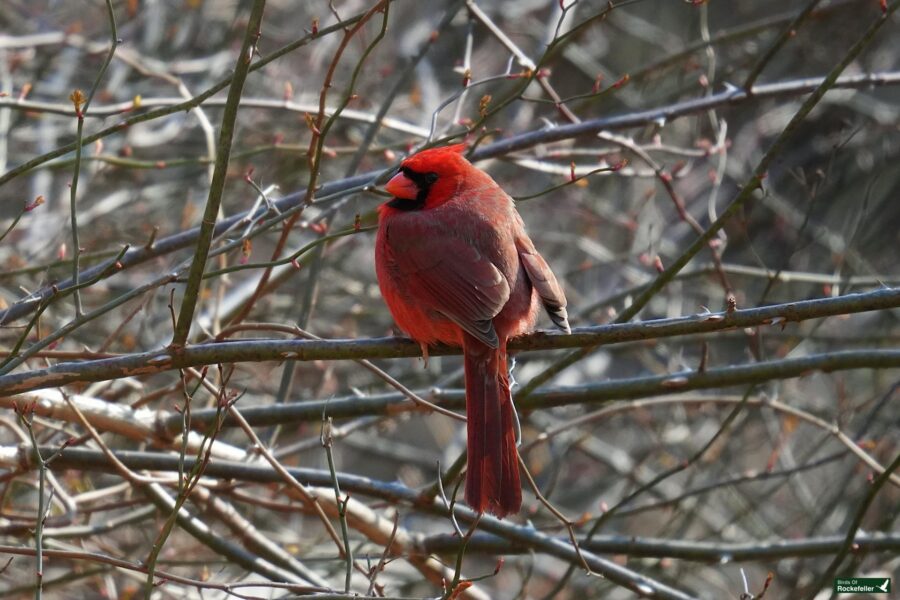 A red cardinal perched on a bare tree branch.