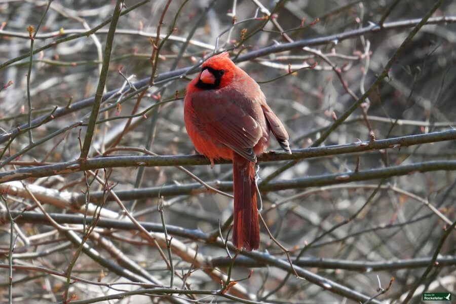 A red cardinal perched on a branch.