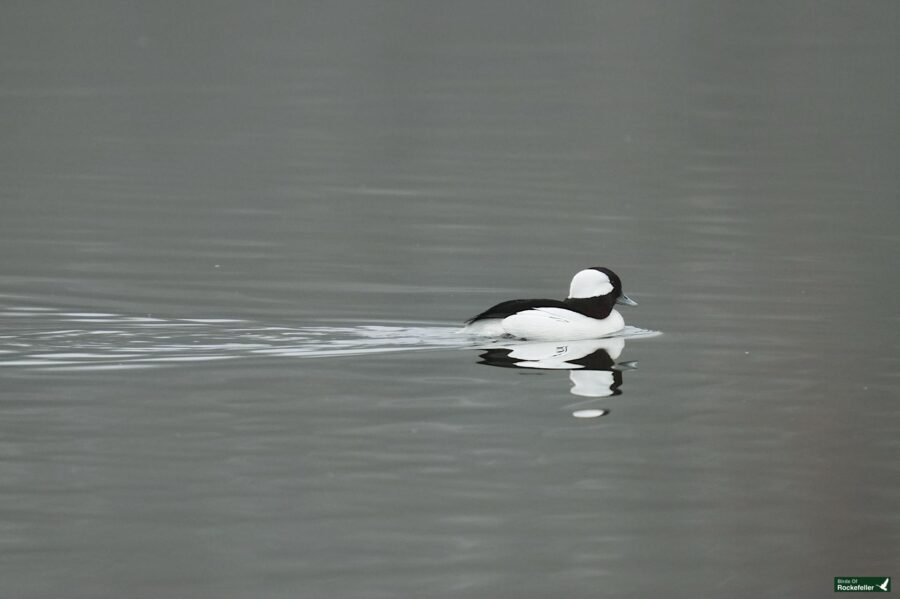 A bufflehead duck swimming calmly across a still body of water, leaving a gentle ripple in its wake.