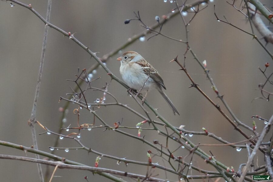 A bird perched on a bare branch with tiny buds and water droplets visible against a blurred background.