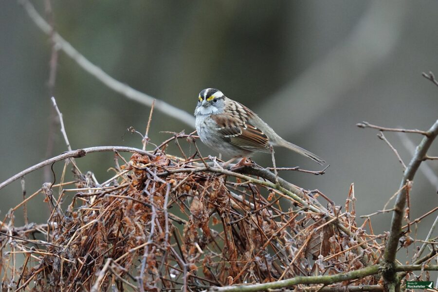 A white-throated sparrow perched on a tangle of bare branches and dry vegetation.