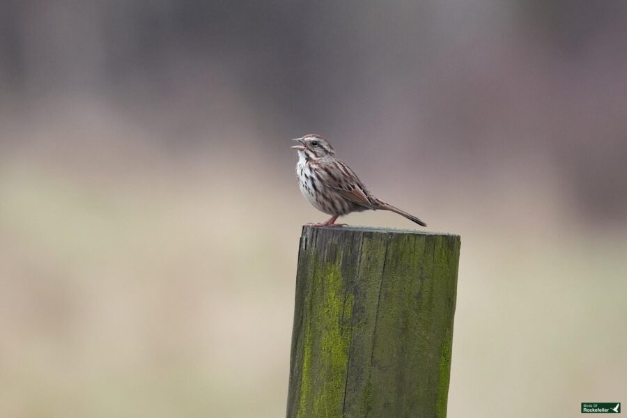 A solitary sparrow perched on a wooden post with a blurred natural background.