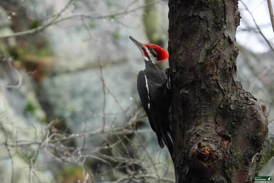 A red-headed woodpecker perched on the side of a tree trunk.