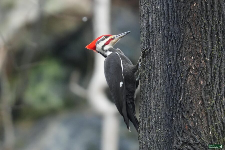 A woodpecker clinging to the side of a tree with its red crest prominent against the tree bark.