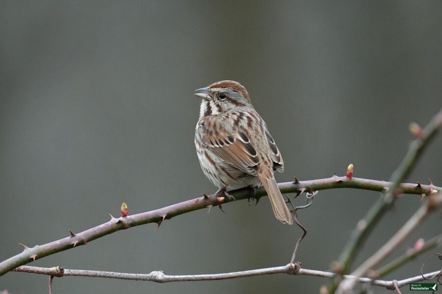 A song sparrow perched on a thin branch with emerging buds, against a soft-focus background.