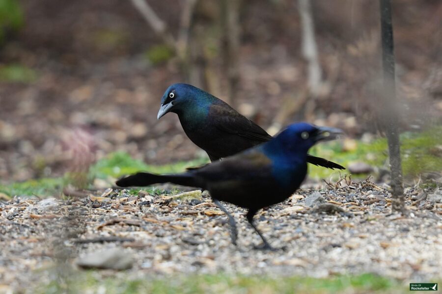 Two grackles foraging on the ground with one looking towards the camera and the other in a walking motion.