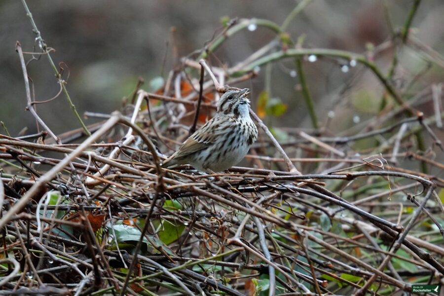 A sparrow perched amidst a tangle of dry twigs and branches.