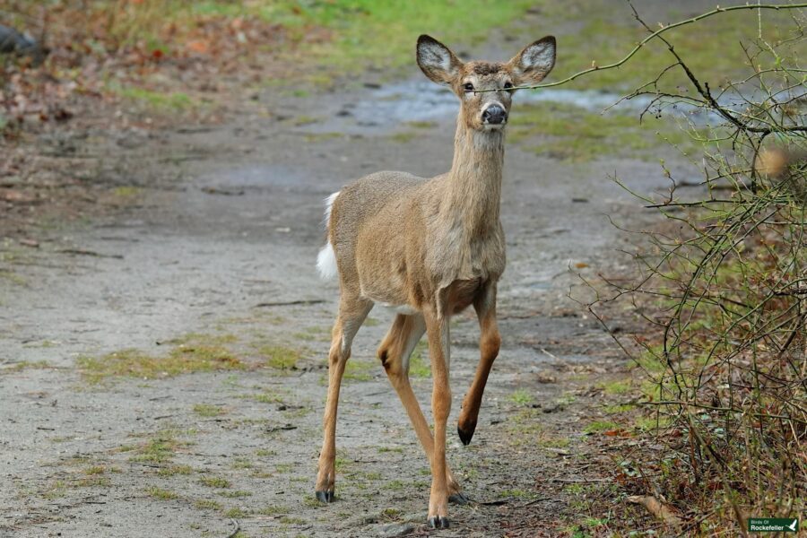 A deer standing on a gravel path with vegetation in the background.
