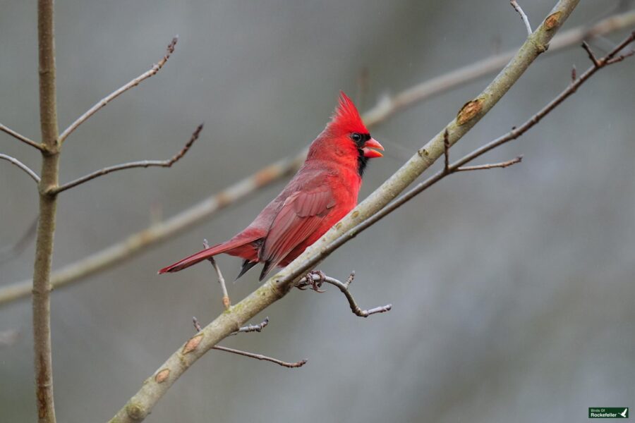 A northern cardinal perched on a bare branch against a blurred background.