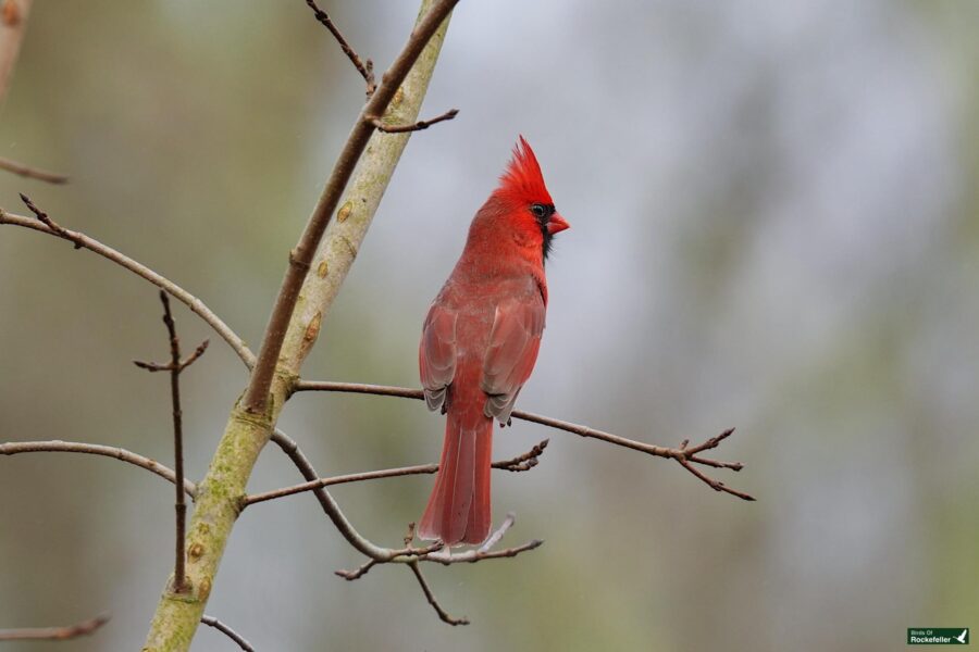 A red cardinal perched on a bare tree branch.