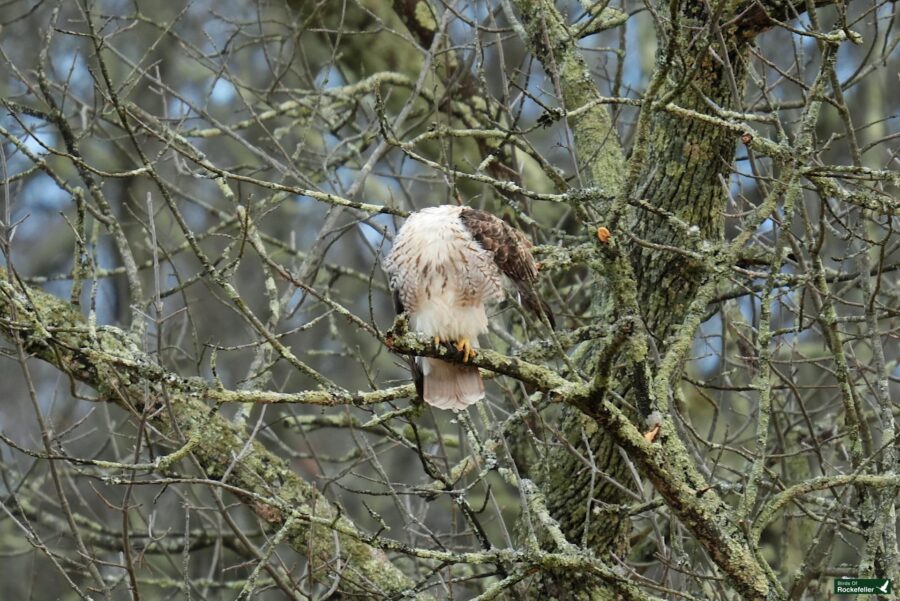 A bird of prey perched on a moss-covered tree branch.