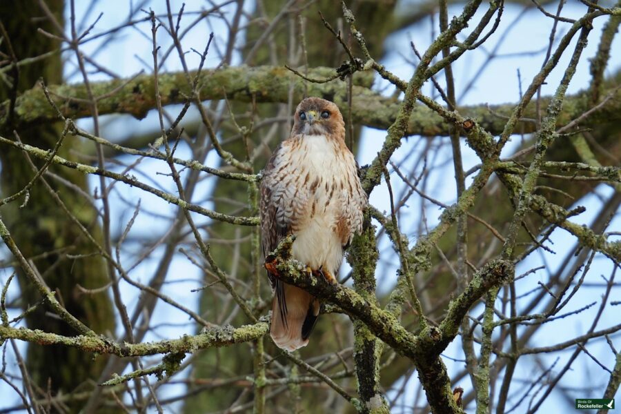 A red-tailed hawk perched on a branch among bare twigs.