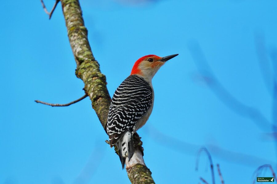 Red-bellied woodpecker perched on a tree branch against a clear blue sky.