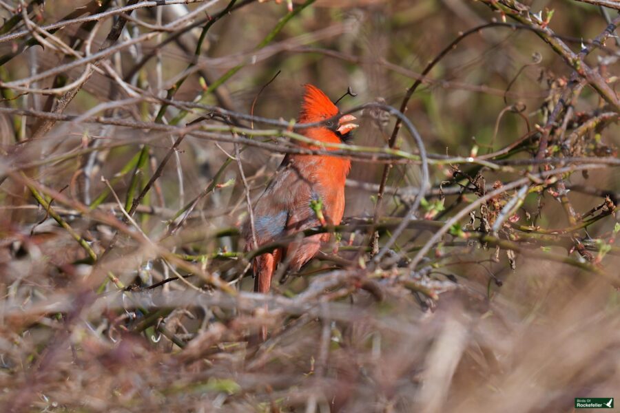 A northern cardinal perched among bare branches, its crest raised and vibrant red plumage contrasting with the surrounding brown twigs.