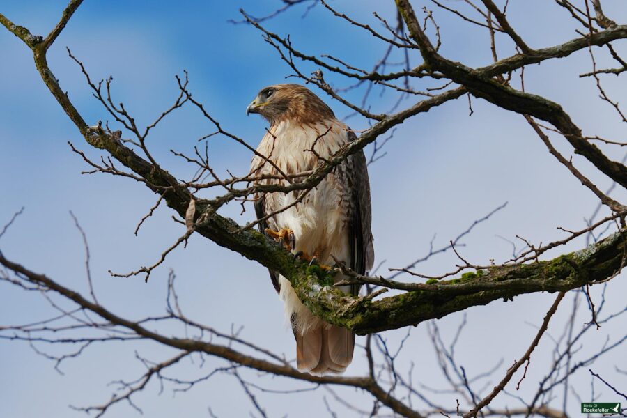 Red-tailed hawk perched on a bare branch against a blue sky background.