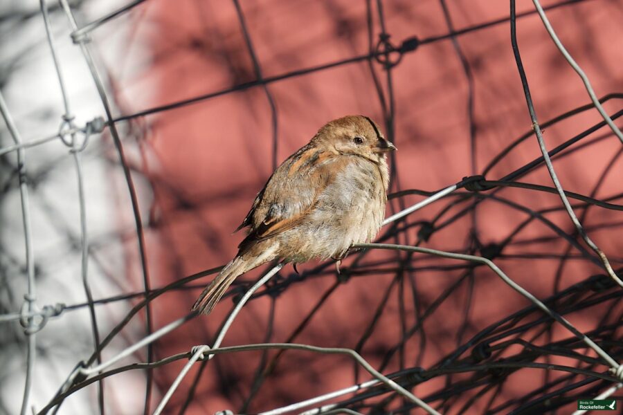 A bird perched amidst a tangle of bare branches with a red background.