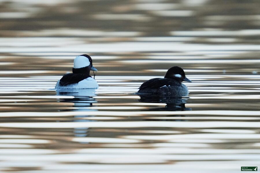 Two ducks floating on a serene water surface with ripples.