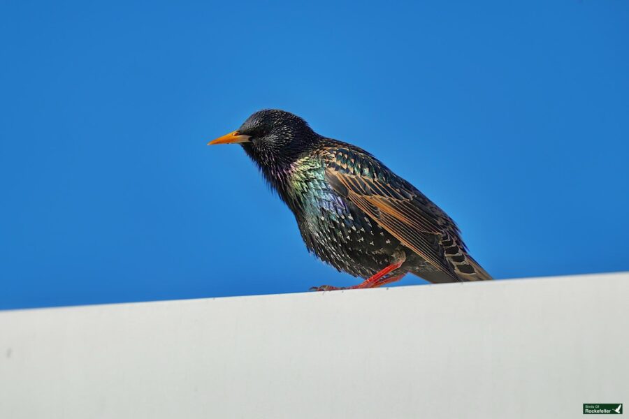 A starling perched on a white surface against a clear blue sky.