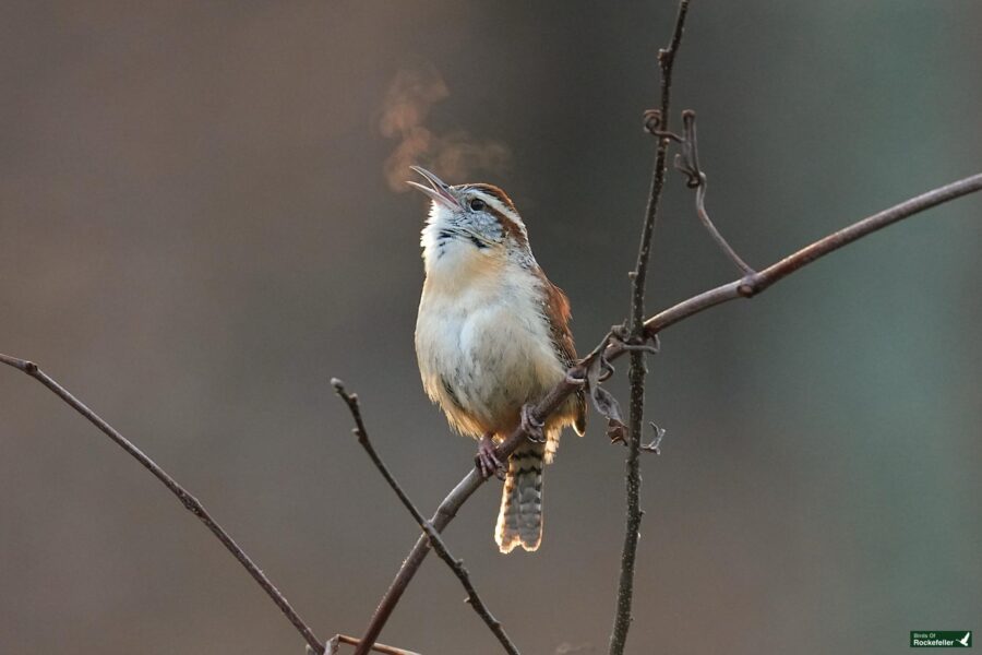 A Carolina Wren perched on a branch, with its beak open and breath visible in the cool air.