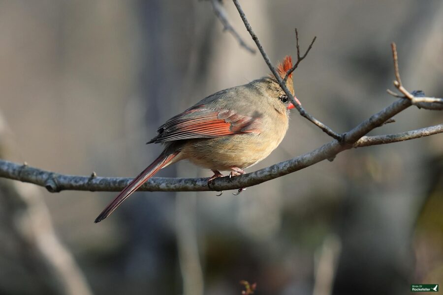 A female northern cardinal perched on a branch.