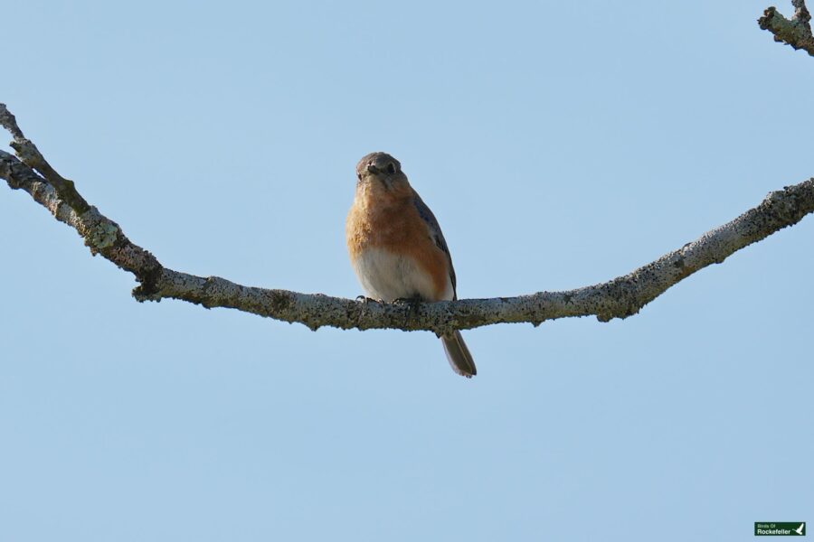 A bluebird perched on a bare branch against a clear blue sky.