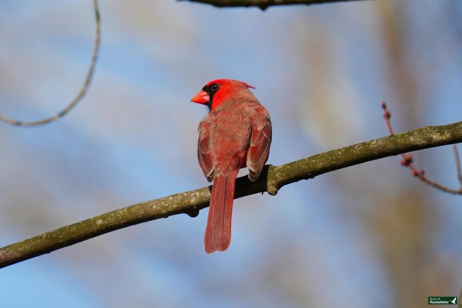 A northern cardinal perched on a tree branch.