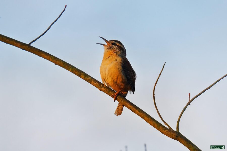 A bird singing while perched on a tree branch against a blue sky background.