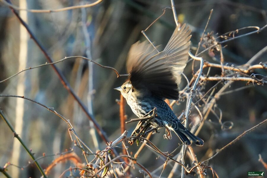 A bird with outstretched wings perched on a branch at twilight.