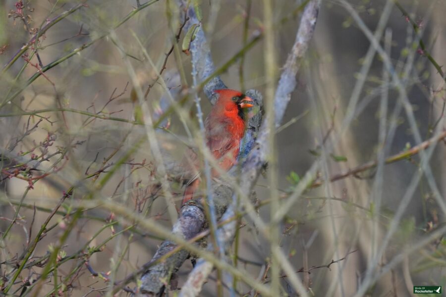 A northern cardinal perched among branches, partially obscured by twigs.