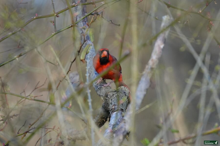 A red bird perched discreetly among the branches of a thin shrub.