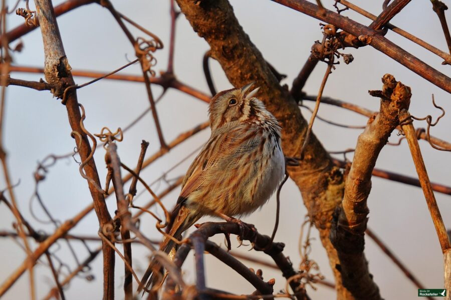 A small bird perched on a leafless branch.