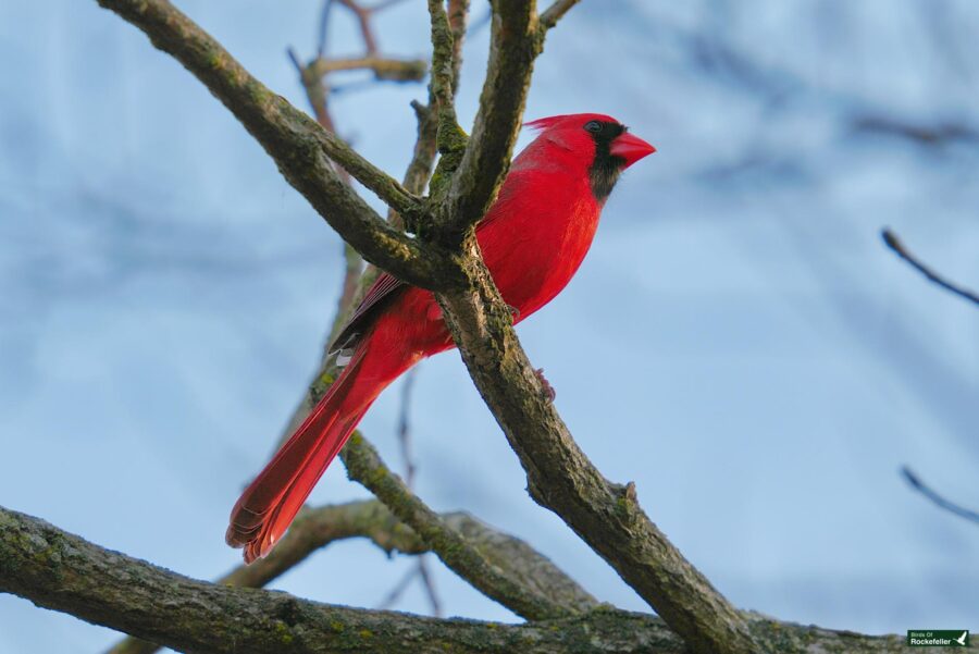 A vibrant red cardinal perched on a bare tree branch.