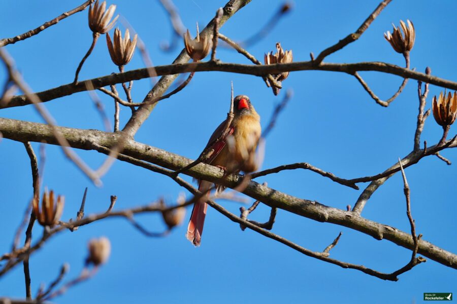 A cardinal perched on a bare tree branch with budding flowers against a clear blue sky.