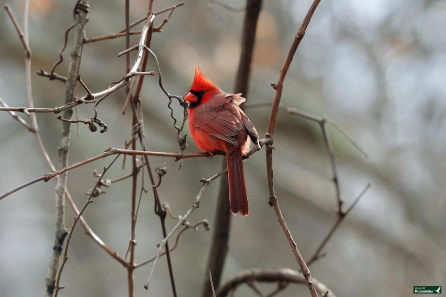 A northern cardinal perched on a tree branch.