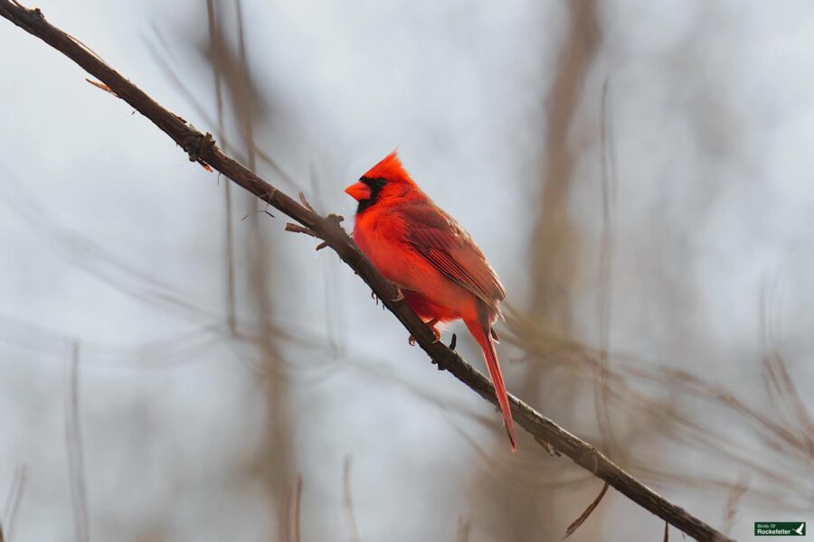 A bright red cardinal perched on a bare branch against a blurred background.