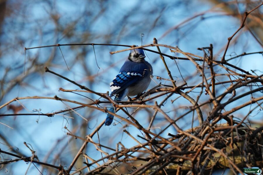 A bird sitting on a tree branch.