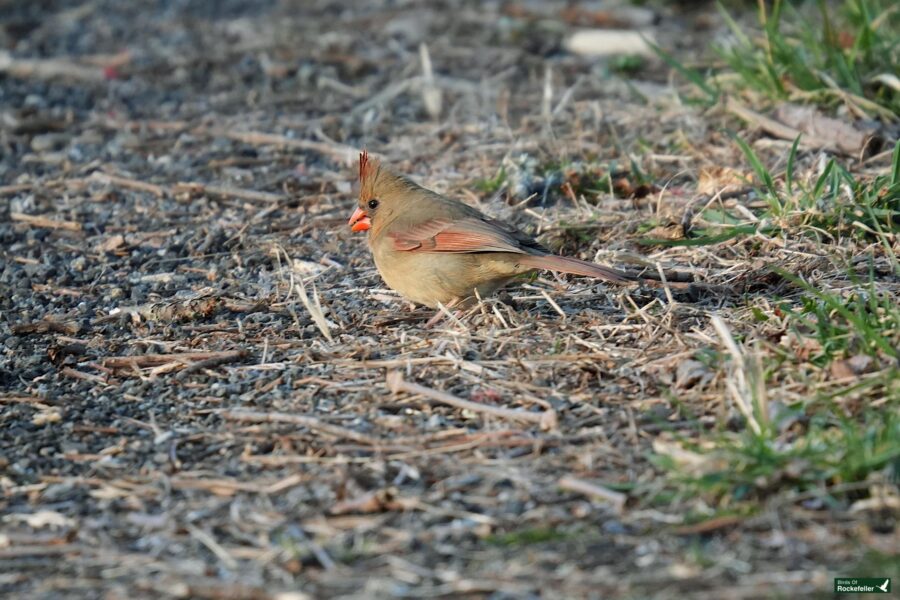 A female northern cardinal bird foraging on the ground.