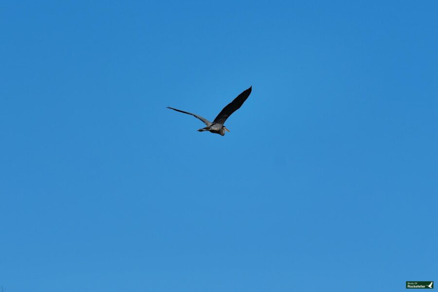 A bird in flight against a clear blue sky.