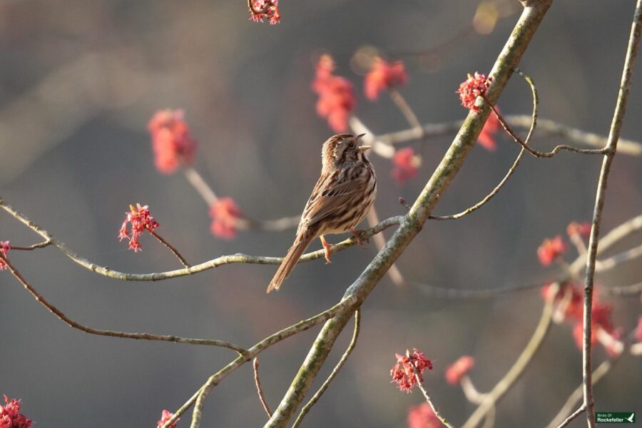 A sparrow perched on a branch among red blossoms.